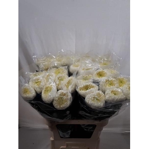 CHR G BISLET WHITE