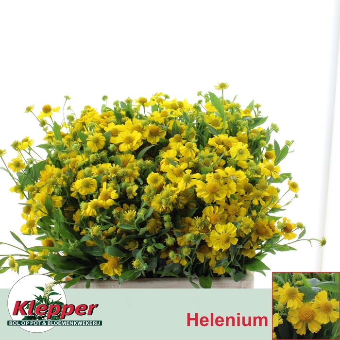 <h4>Helenium Kanaria Klepper</h4>