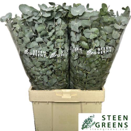 <h4>Euc Cinerea Per Bos</h4>