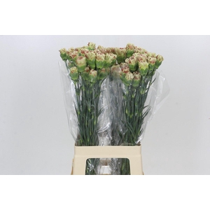Dianthus St Winecover