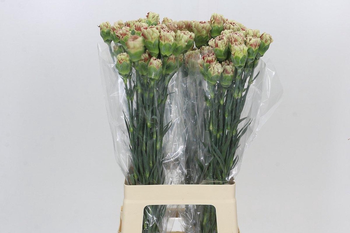<h4>Dianthus St Winecover</h4>