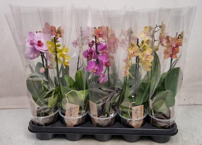 <h4>PHAL MF GEM 4 KL</h4>