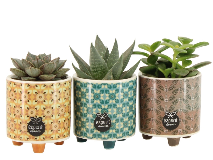 <h4>55000197: Solutionss</h4>