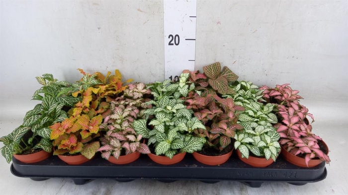 <h4>Fittonia ...mix 7</h4>