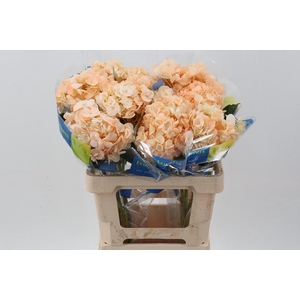 Hydr Peach Tinted Select