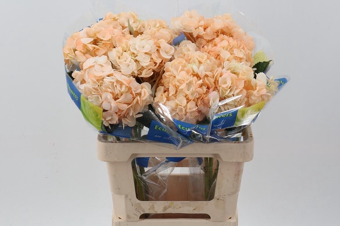 <h4>Hydr Peach Tinted Select</h4>