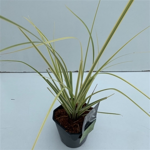 Cortaderia 'Splendid Star'