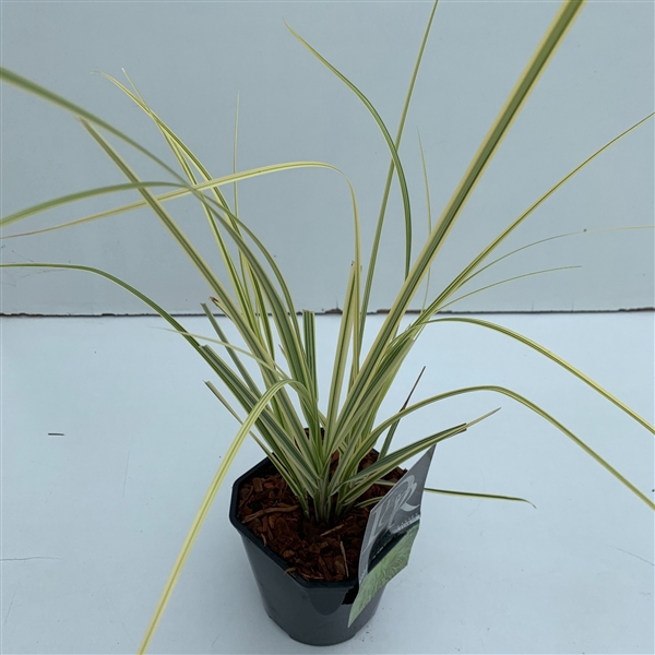 <h4>Cortaderia 'Splendid Star'</h4>