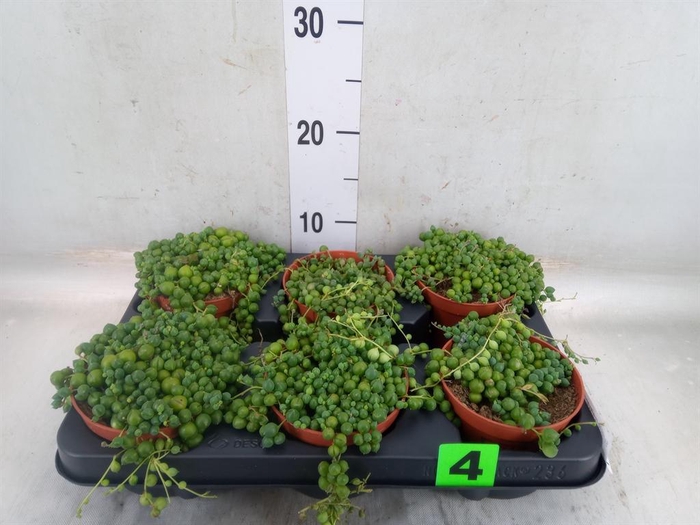 <h4>Senecio rowleyanus</h4>