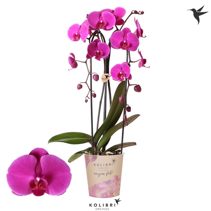 <h4>Kolibri Orchids Phalaenopsis Cascade Niagara Fall Free Ride 2 spike</h4>