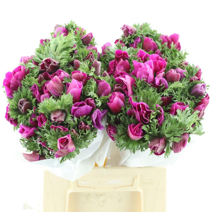 <h4>Anem Mistral Cerise Super</h4>