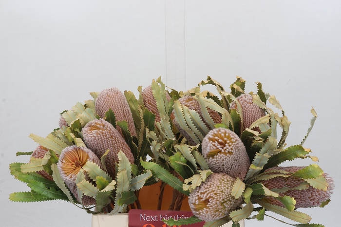 <h4>Banksia Burdettii</h4>