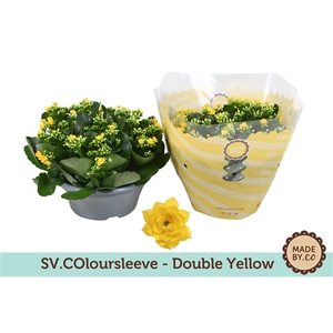 Kalanchoë Double Yellow in SV.COloursleeve