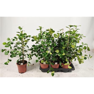 Ficus Deltoidea