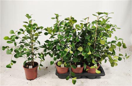 <h4>Ficus Deltoidea</h4>