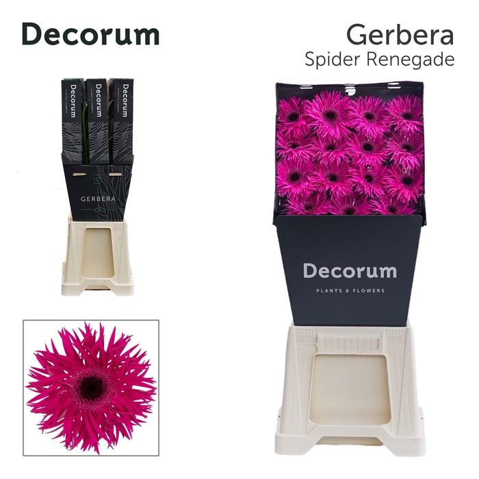 <h4>Gerbera Spider Renegade Diamond per kaart</h4>