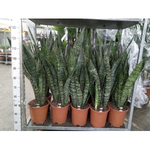 Sansevieria trifa.   ...