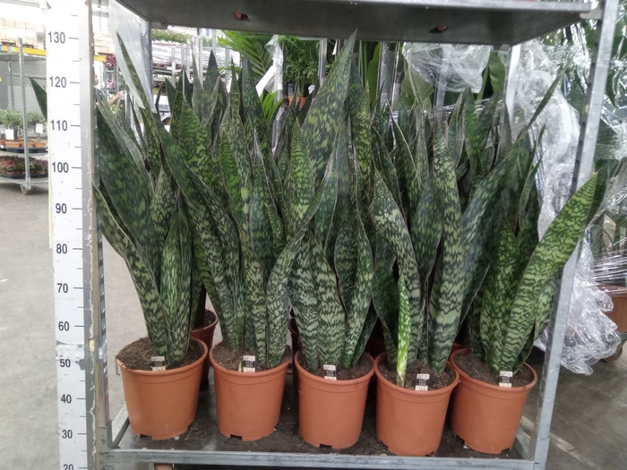 <h4>Sansevieria trifa.   ...</h4>