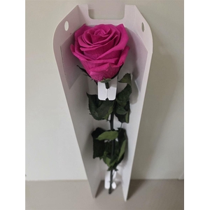 Ro Pres Stem 50cm Fuchsia