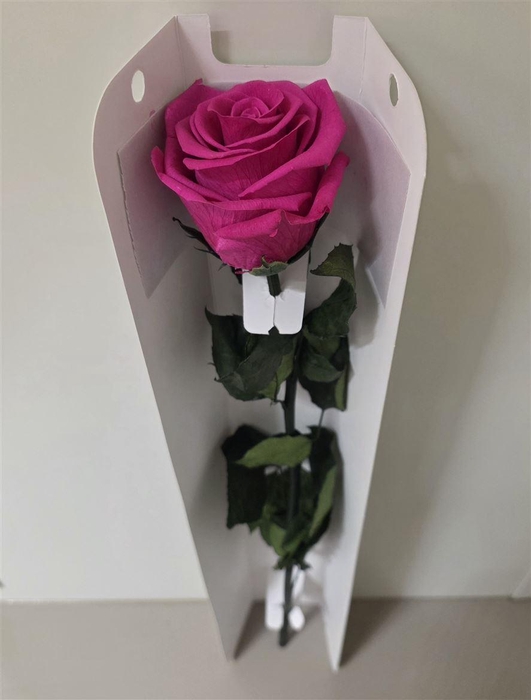 <h4>Ro Pres Stem 50cm Fuchsia</h4>