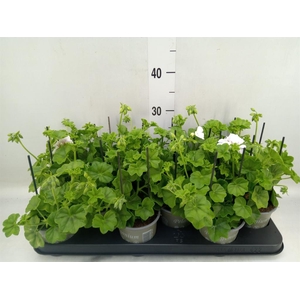 Pelargonium pelt. 'Royal White'