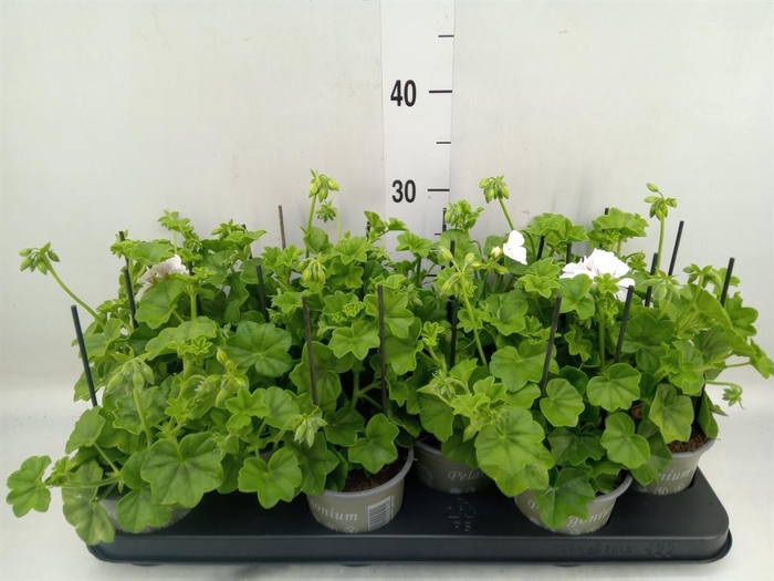 <h4>Pelargonium pelt. 'Royal White'</h4>