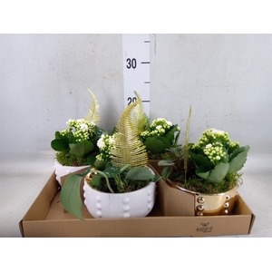 Arr.    Planten  L%