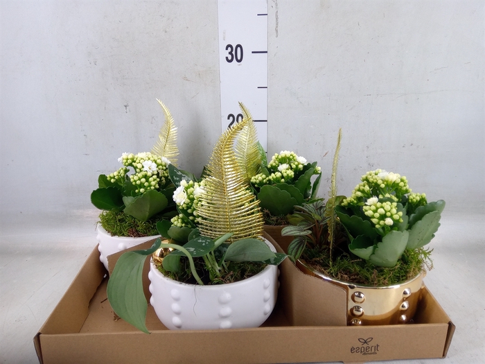 <h4>Arr.    Planten  L%</h4>