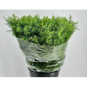 Conifers Cryptomeria Elegans Extra