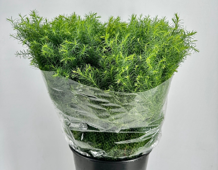 <h4>Conifers Cryptomeria Elegans Extra</h4>