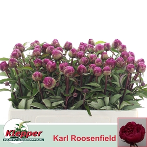 PAEO L KARL ROSENF