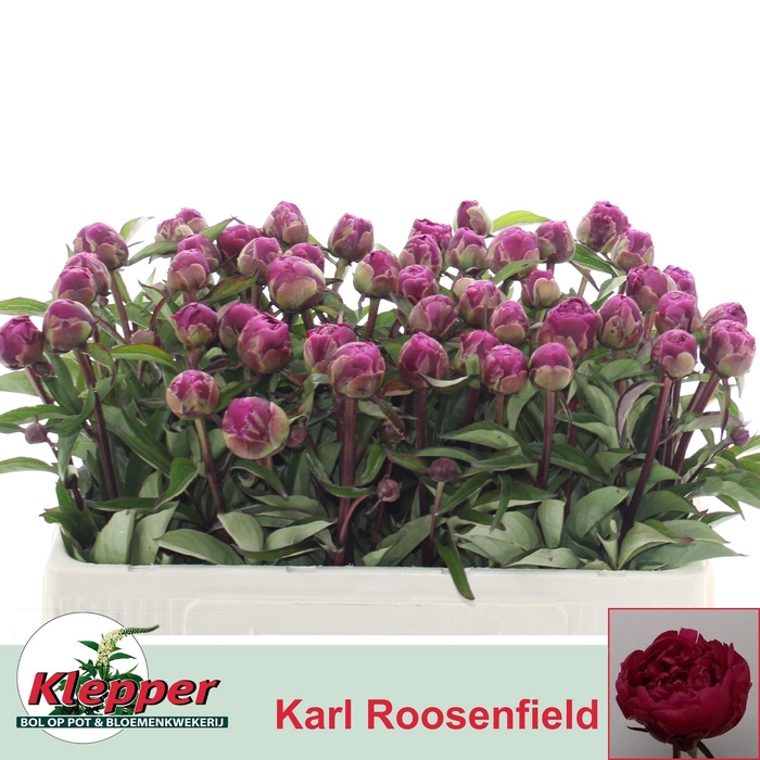 <h4>PAEO L KARL ROSENF</h4>