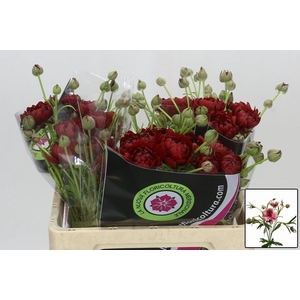 RAN N MODERN ENERGIA