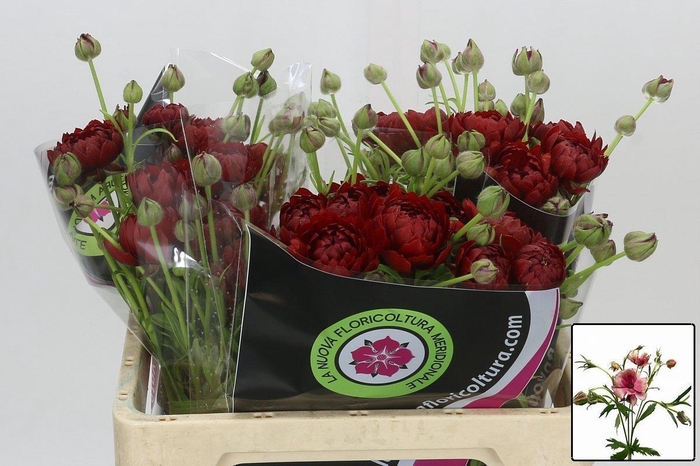 <h4>RAN N MODERN ENERGIA</h4>