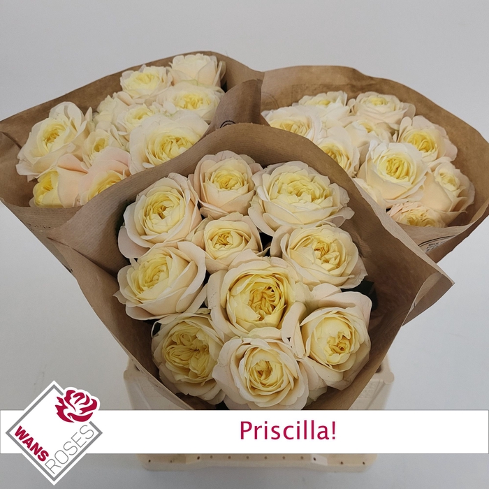 <h4>R GR PRISCILLA!</h4>