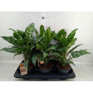 Aglaonema   ...mix