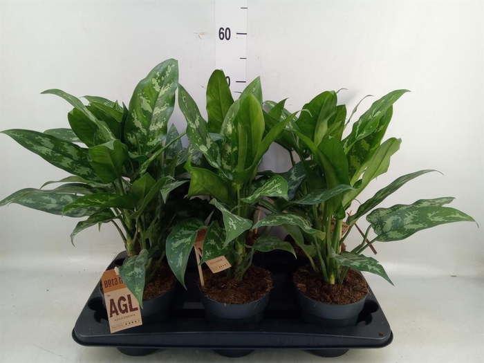 <h4>Aglaonema   ...mix</h4>