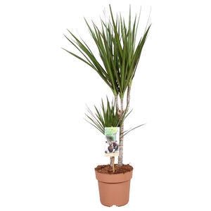 Dracaena Marginata 30-15