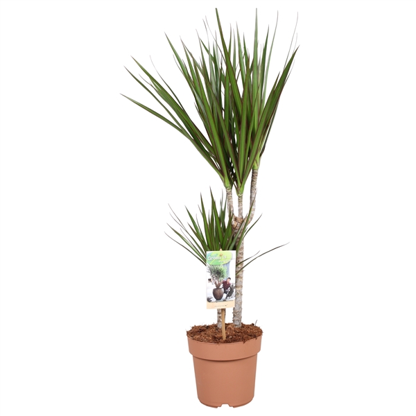 <h4>Dracaena Marginata 30-15</h4>