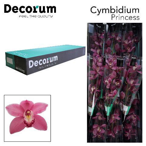 <h4>CYMB T PRINCESS Decorum 60cm.</h4>