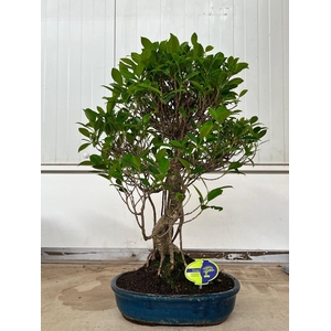 Ficus retusa, 32cm., shape, without drip tray