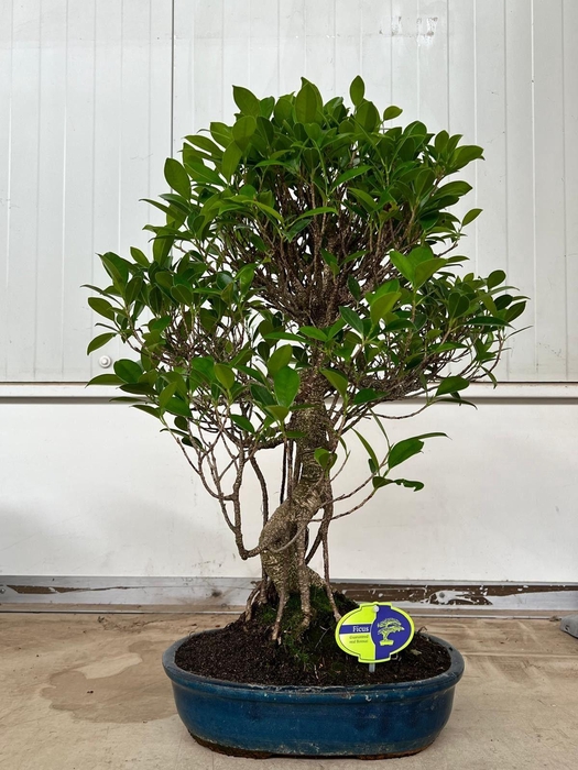 <h4>Ficus retusa, 32cm., shape, without drip tray</h4>