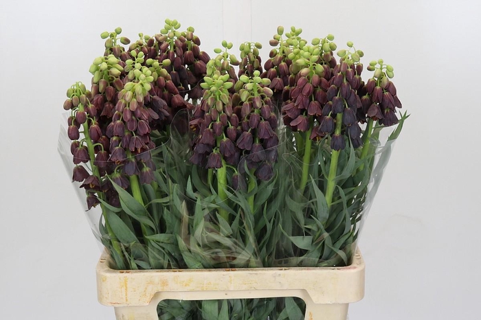 <h4>Fritillaria Persica</h4>