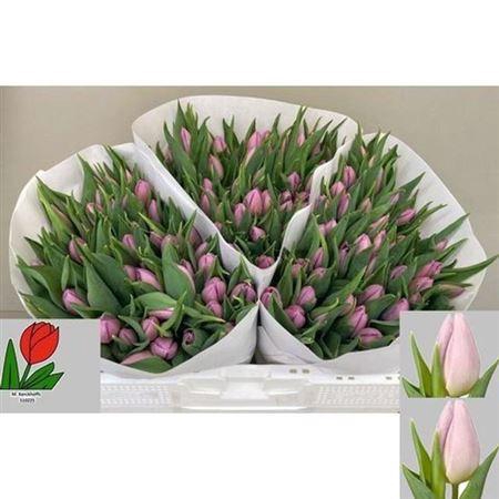 <h4>Tu En Candy Prince</h4>