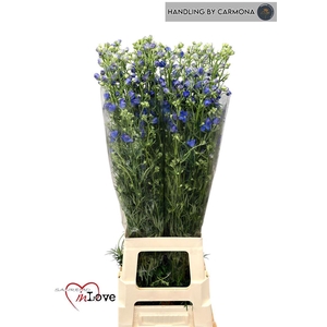 Delph En Morpho Grand Blue