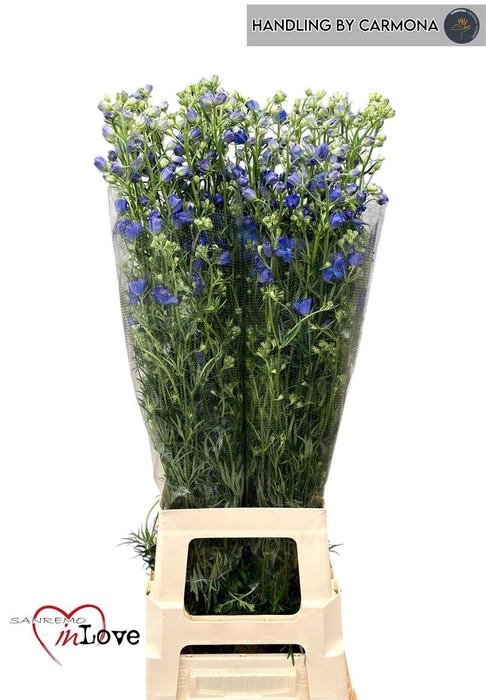 <h4>Delph En Morpho Grand Blue</h4>