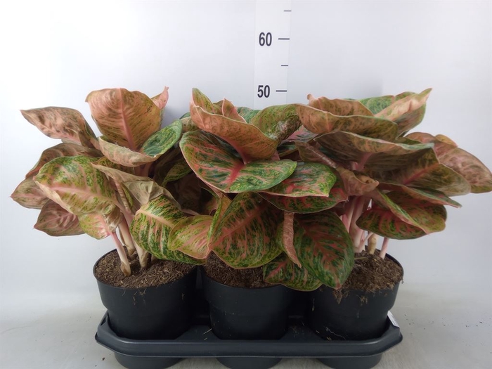 <h4>Aglaonema   ...</h4>