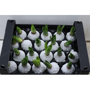 Wax Hyacinth Snow Wit