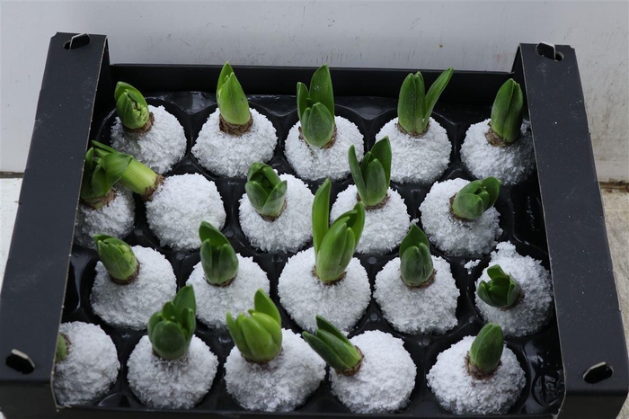 Wax Hyacinth Snow Wit