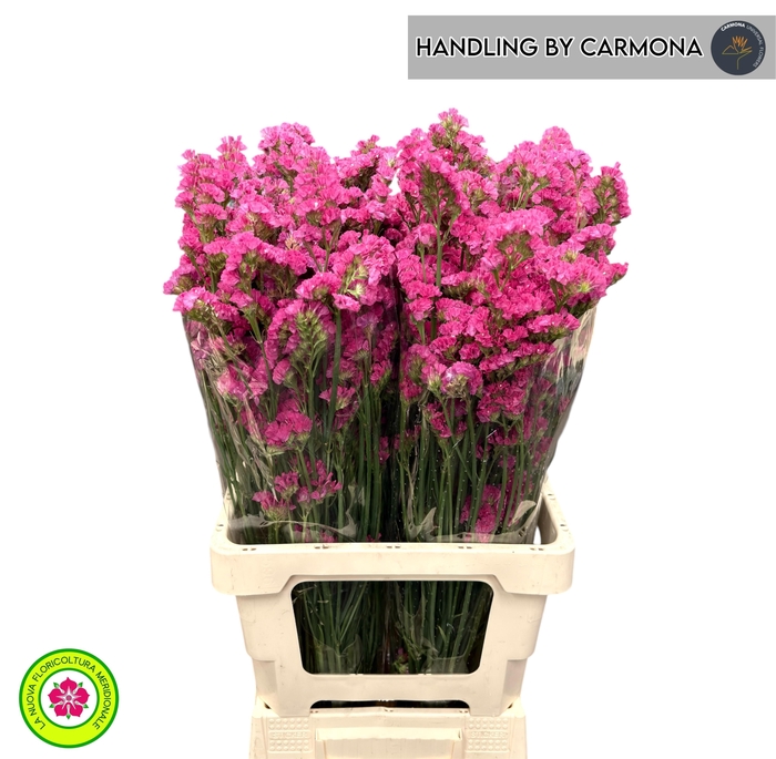 <h4>LIM S LIL SUN BIRDS</h4>